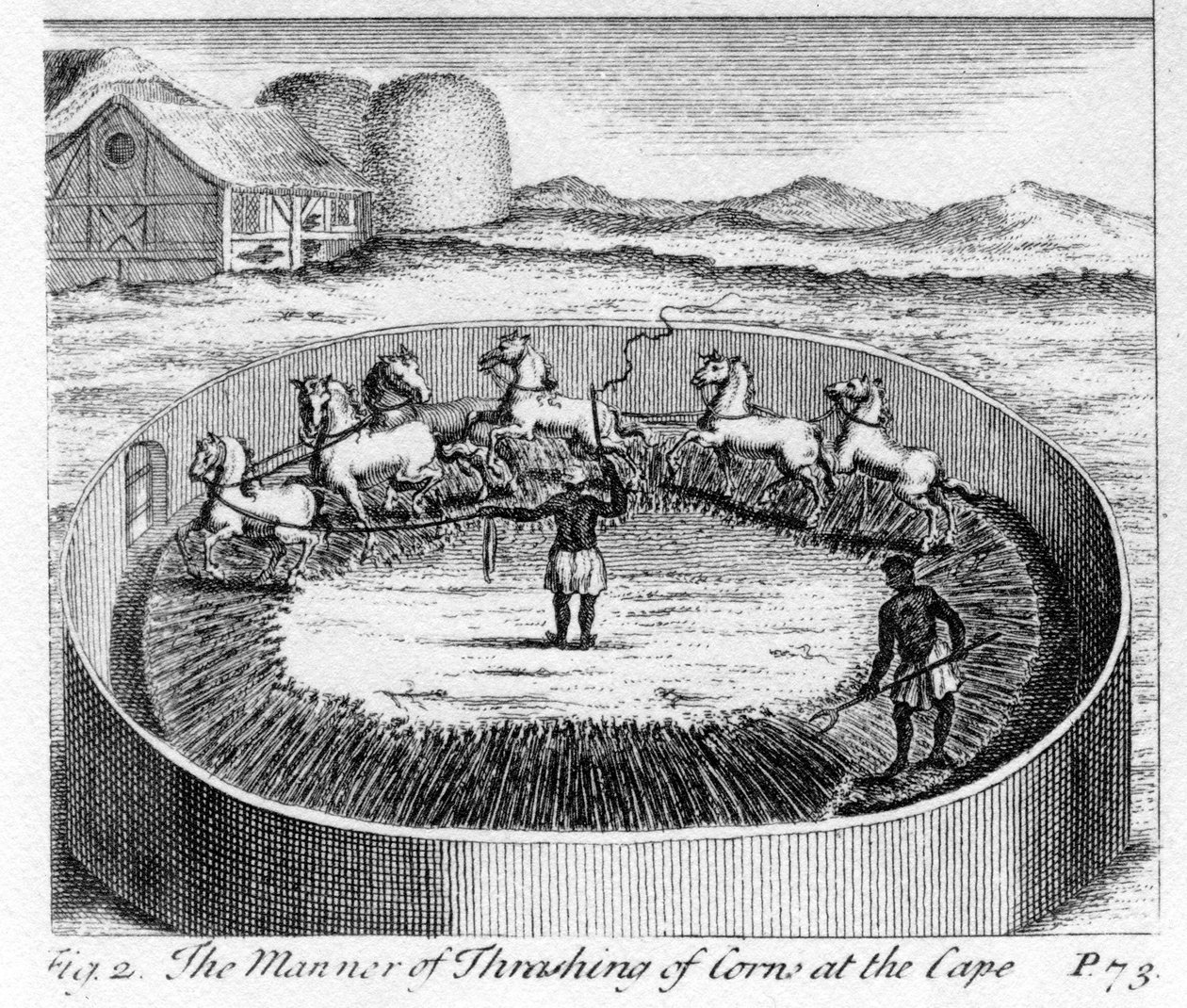 A maneira de debulhar milho no cabo, ilustração de &39;O presente estado do cabo da boa esperança: vol. II &39;, publicado em 1731 (gravura) de German School
