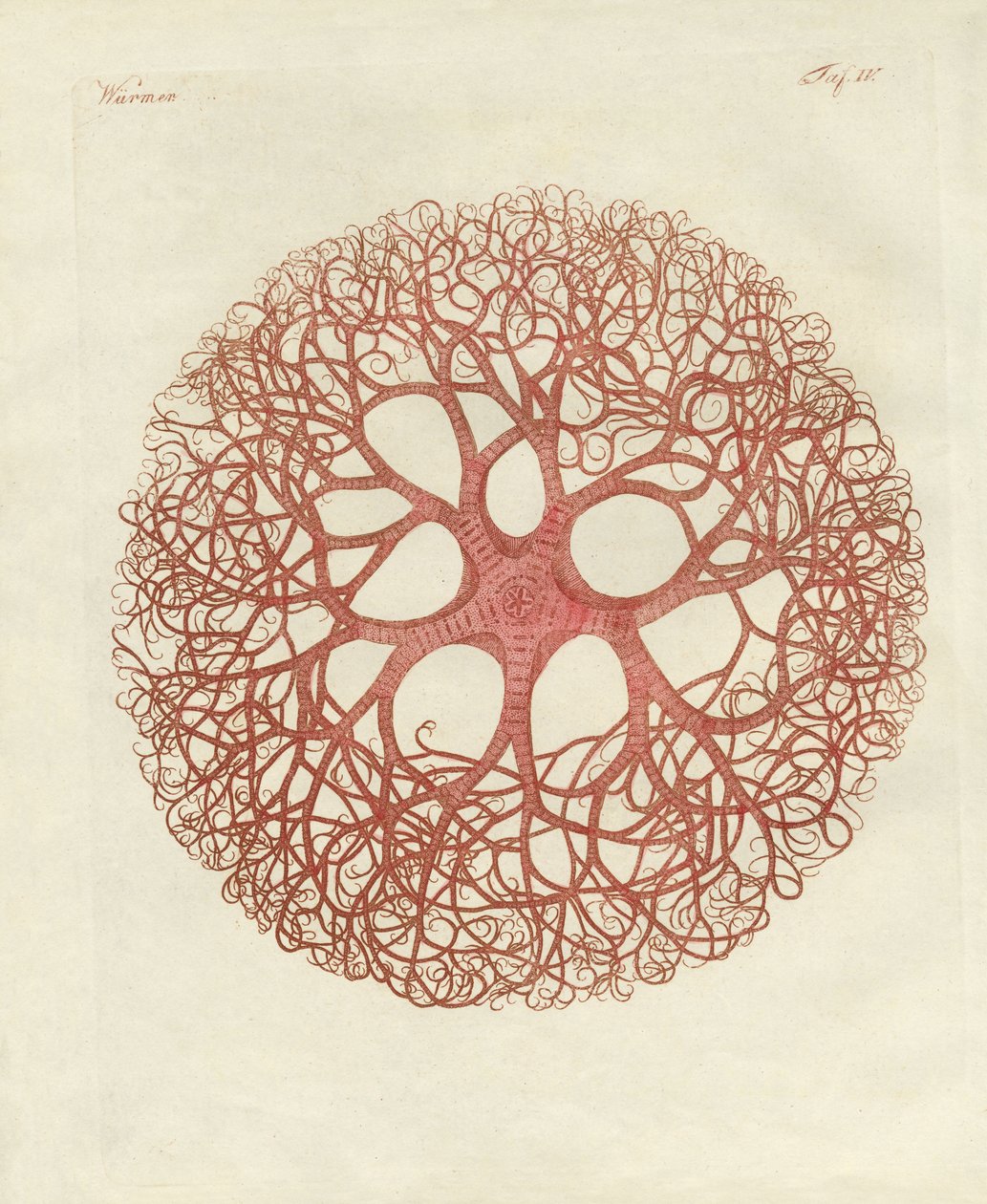 A estrela da Medusa de German School