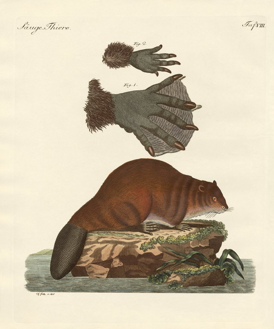 O castor de German School