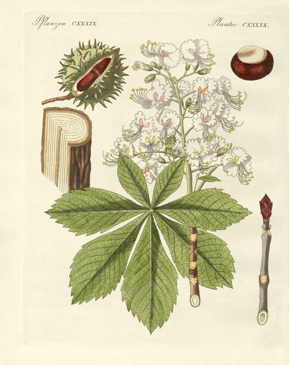 A árvore buckeyes de German School