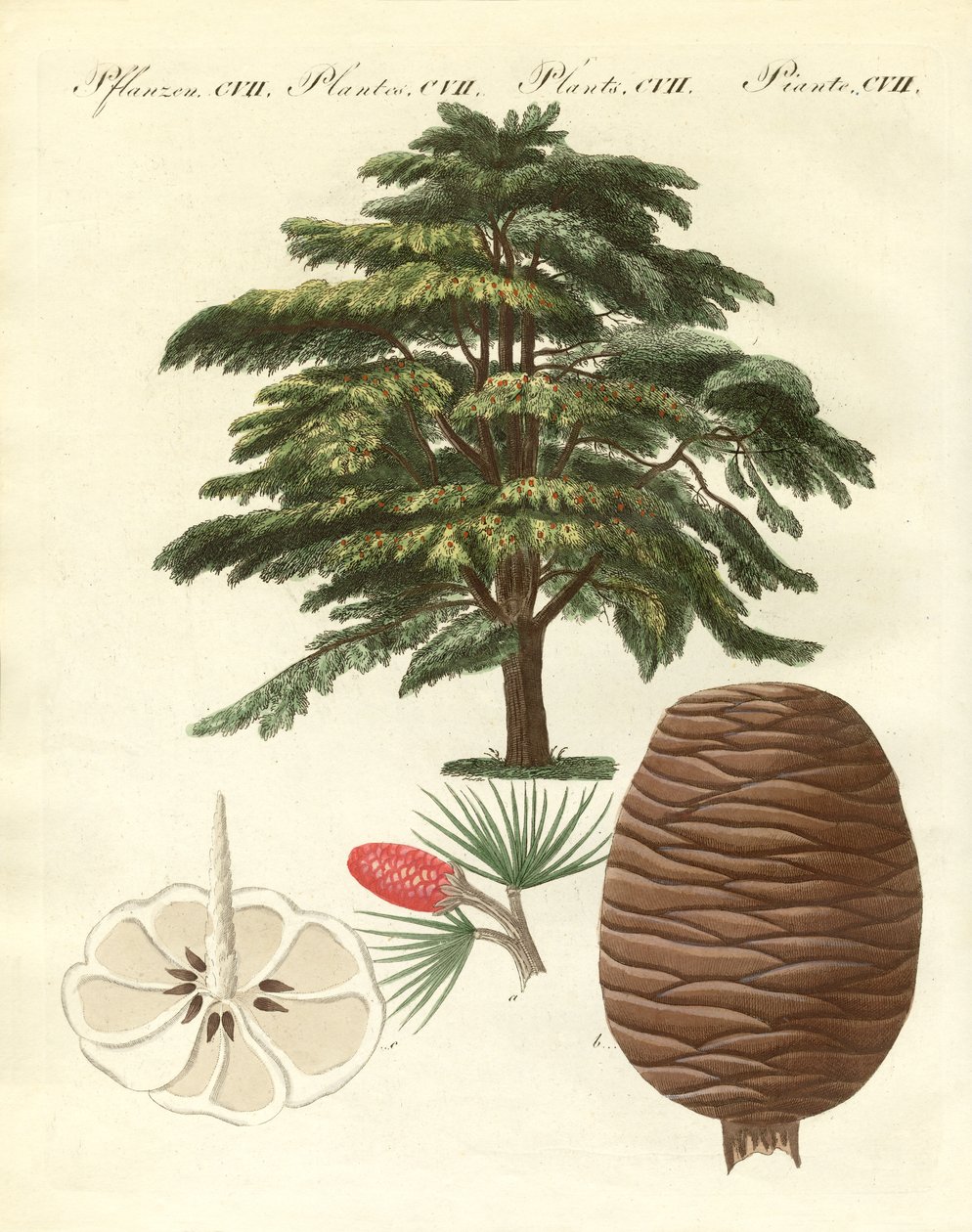 O cedro do Líbano (gravura colorida) de German School