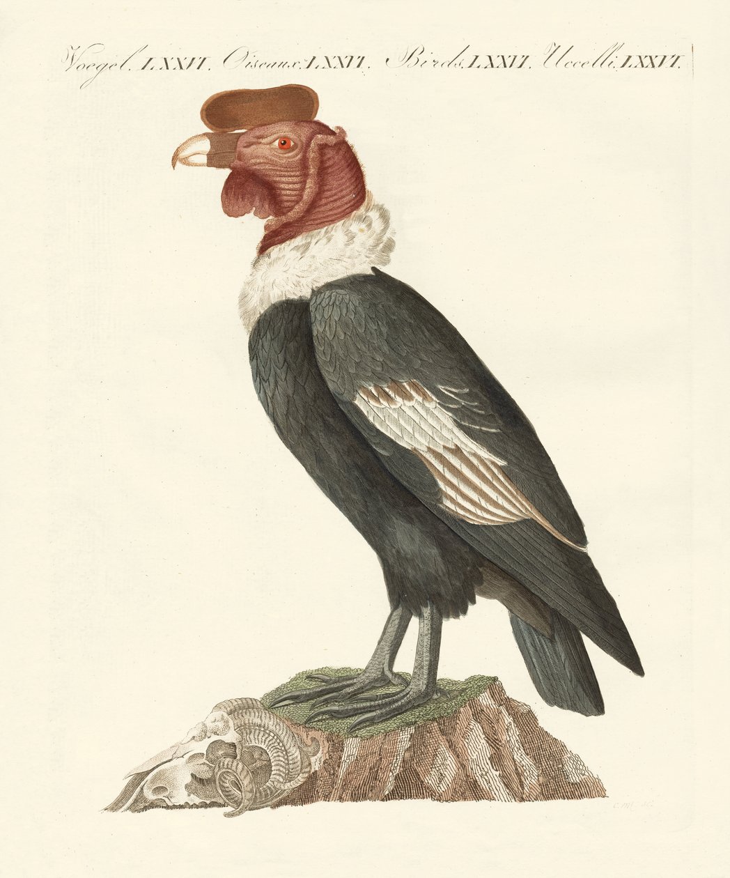 O condor (gravura colorida) de German School