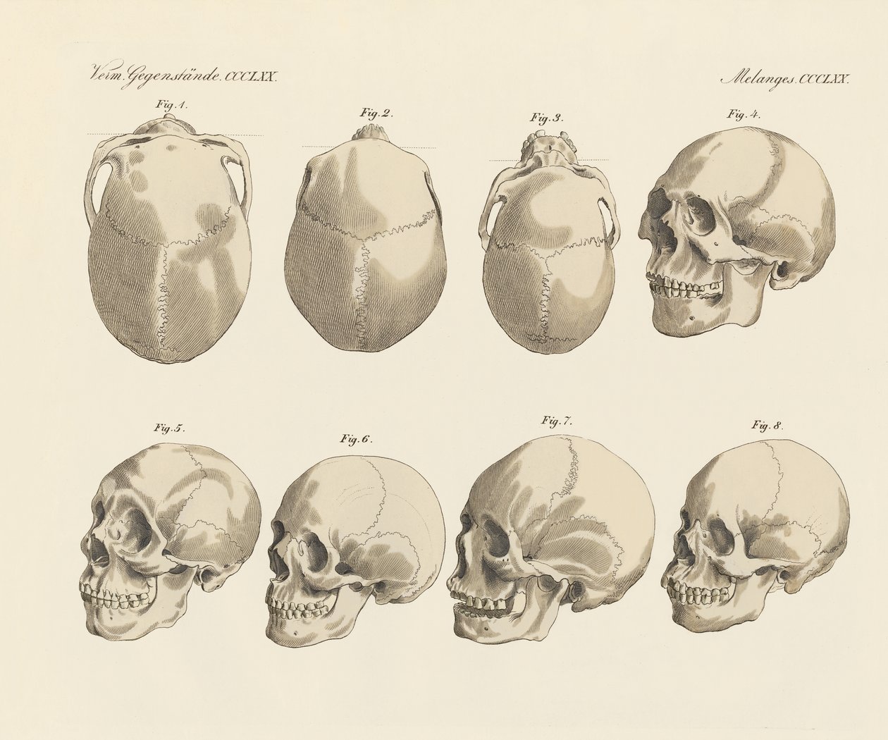 O crânio das cinco raças humanas (gravura colorida) de German School
