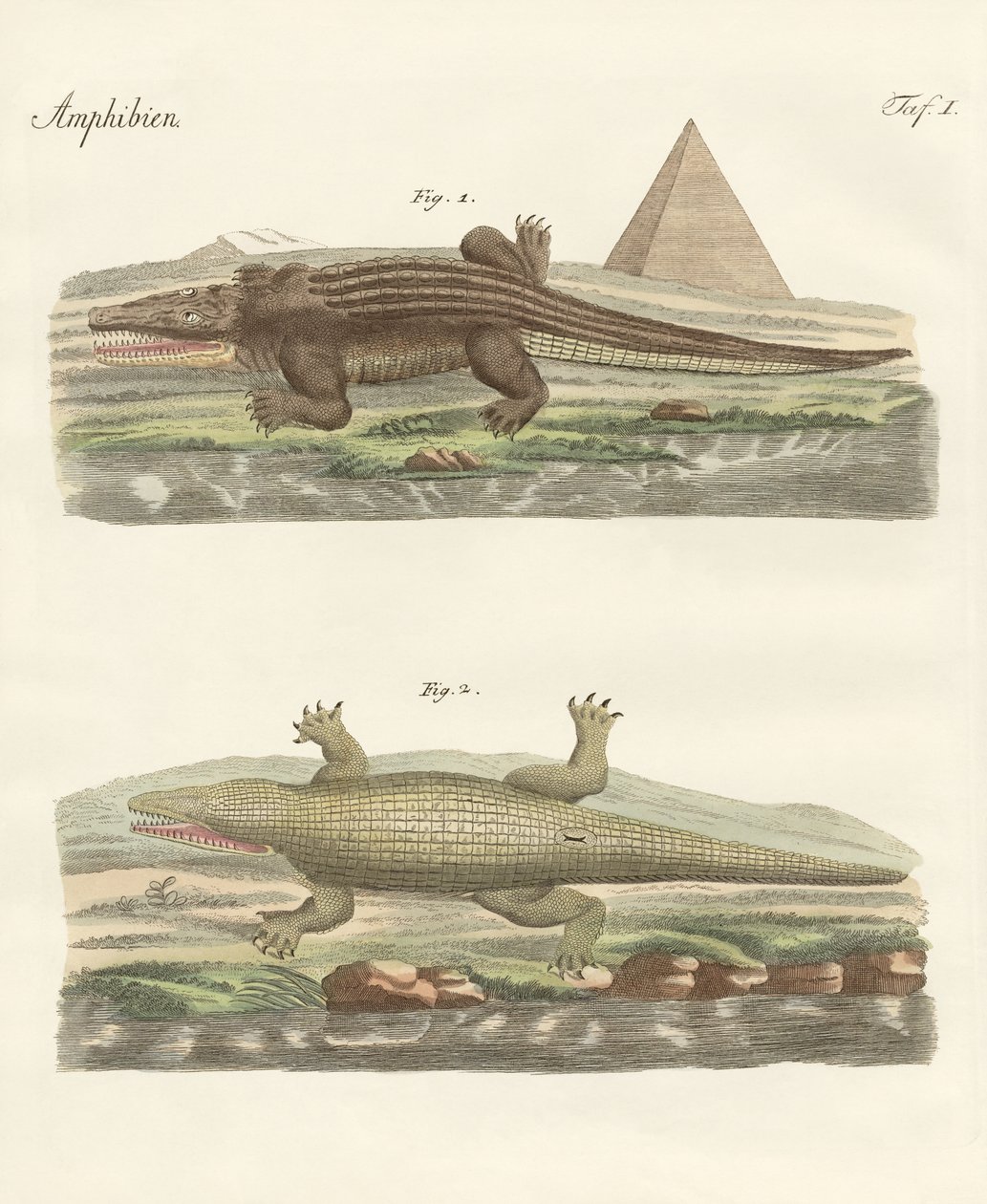 O crocodilo de German School