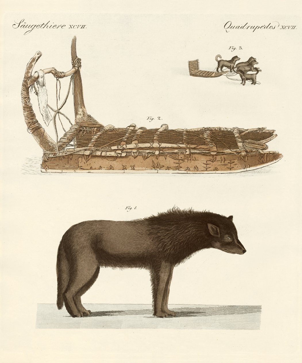 O cão da Baffin-Bay (gravura colorida) de German School
