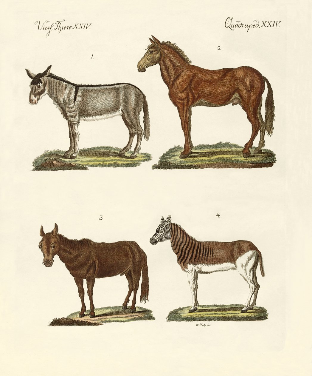 O burro e suas variedades de German School