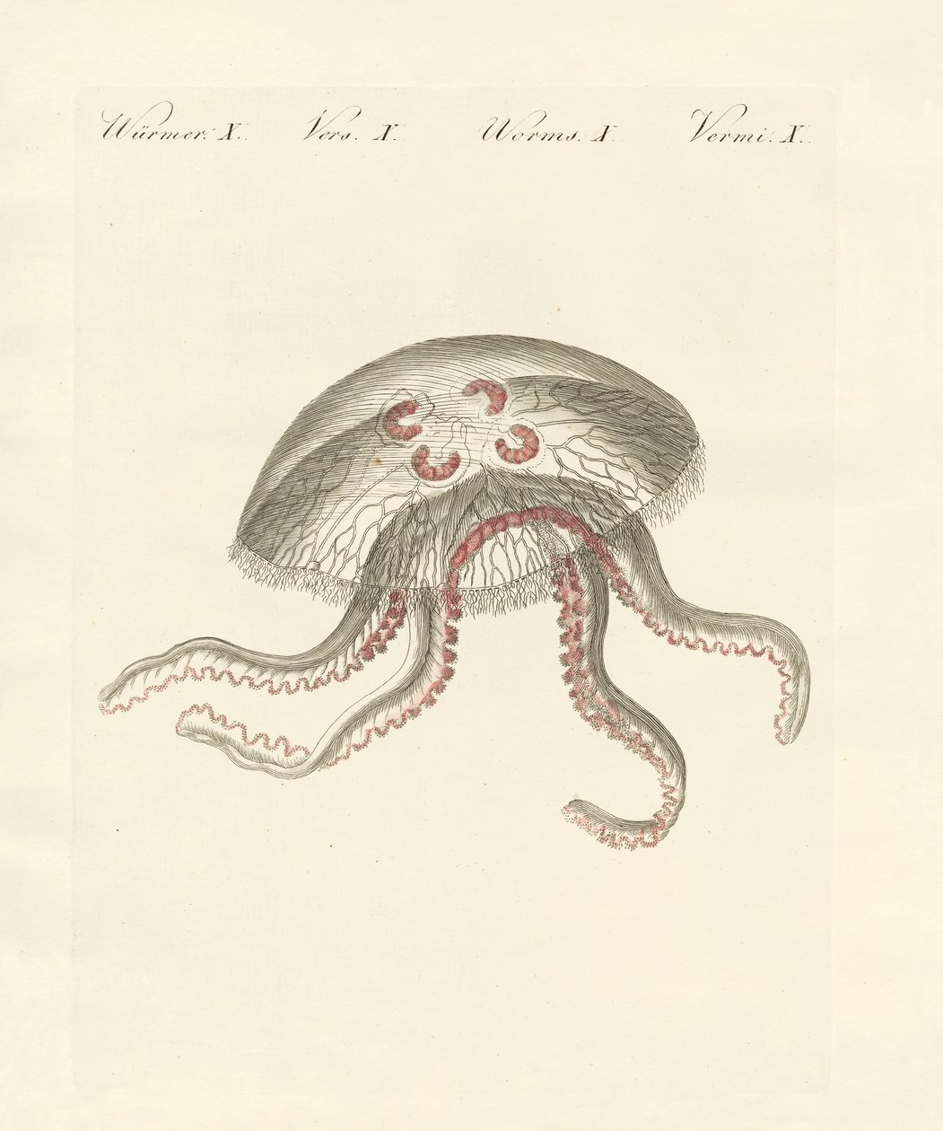 A medusa auricular (gravura colorida) de German School