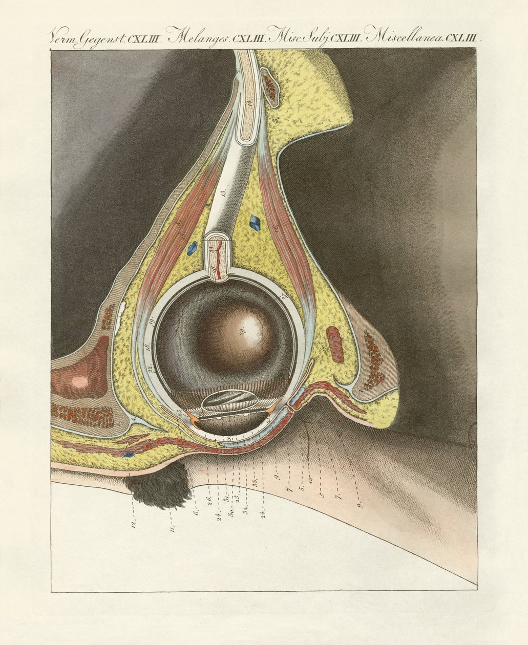 O órgão facial ilustrado através do olho humano (gravura colorida) de German School