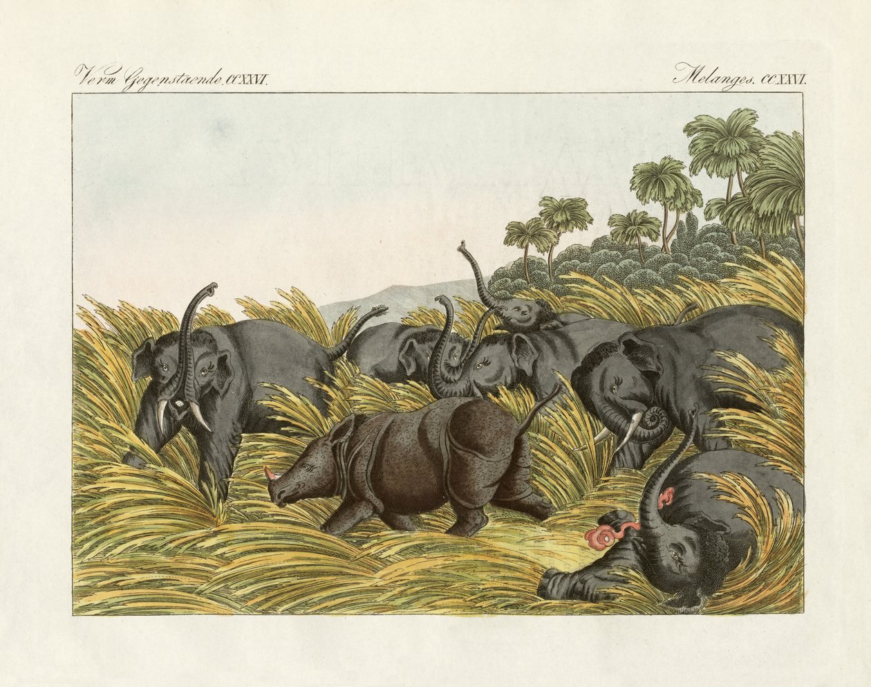 A luta do rinoceronte com os elefantes (gravura colorida) de German School