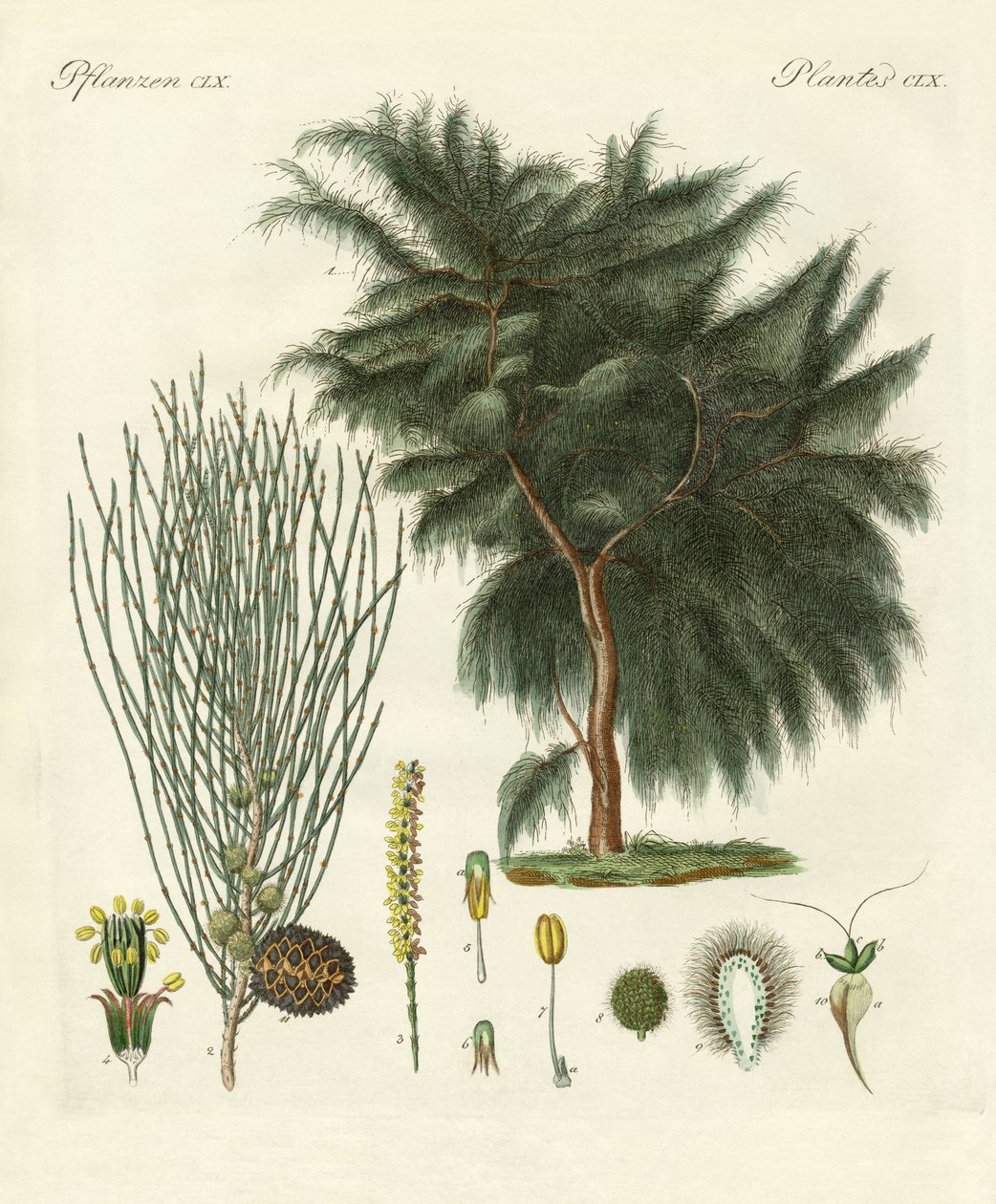 A casuarina de quatro flocos (gravura colorida) de German School