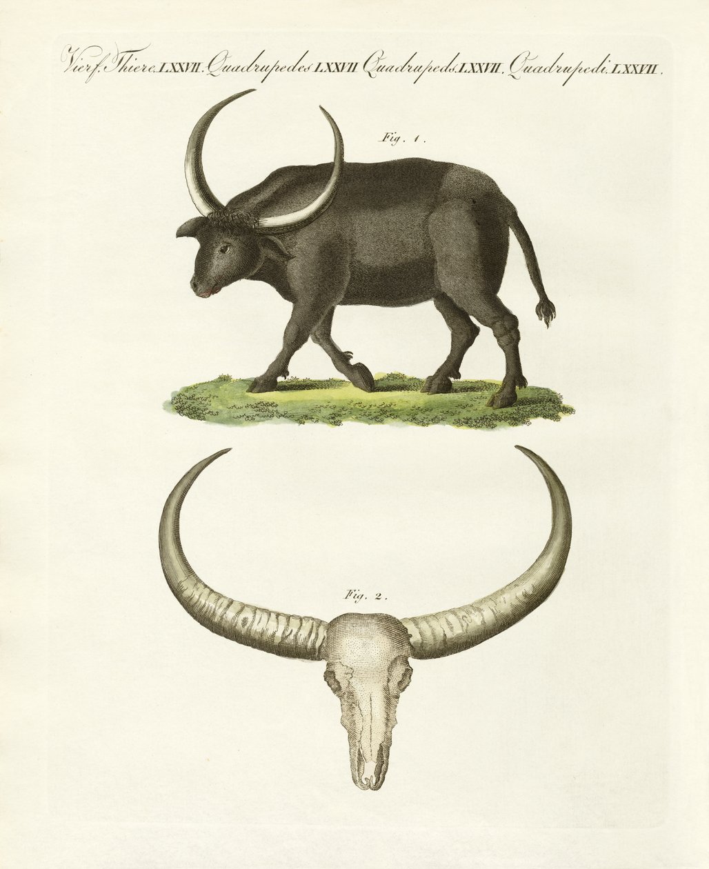 O búfalo gigante (gravura colorida) de German School