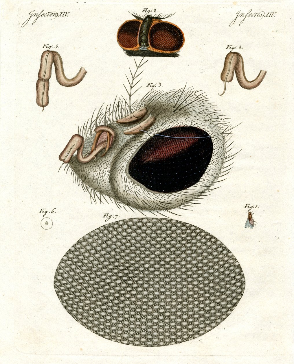A cabeça de uma mosca de German School