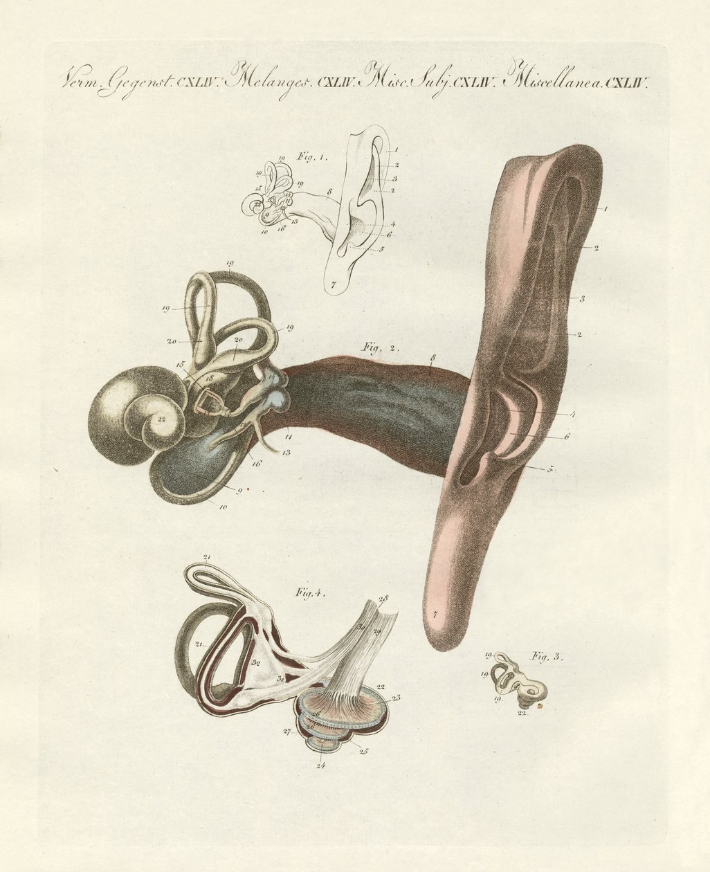 O órgão auditivo ilustrado através do ouvido humano (gravura colorida) de German School