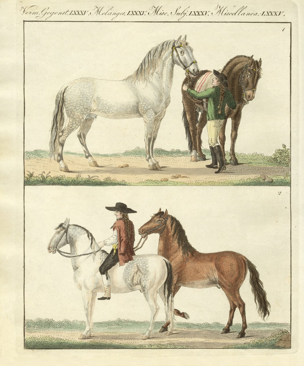 O cavalo com os seus diferentes tipos (gravura colorida) de German School