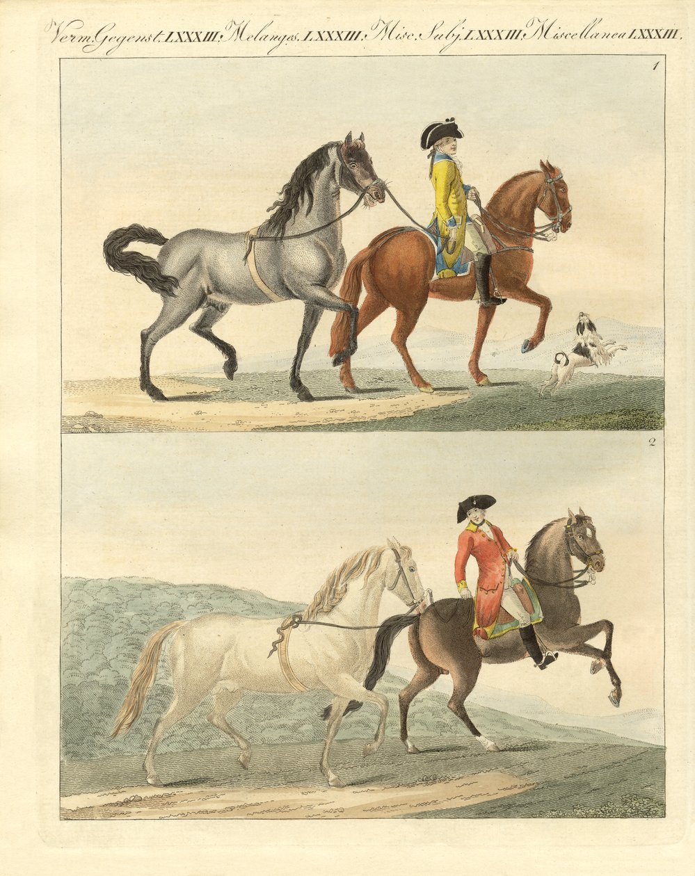 O cavalo com os seus diferentes tipos (gravura colorida) de German School