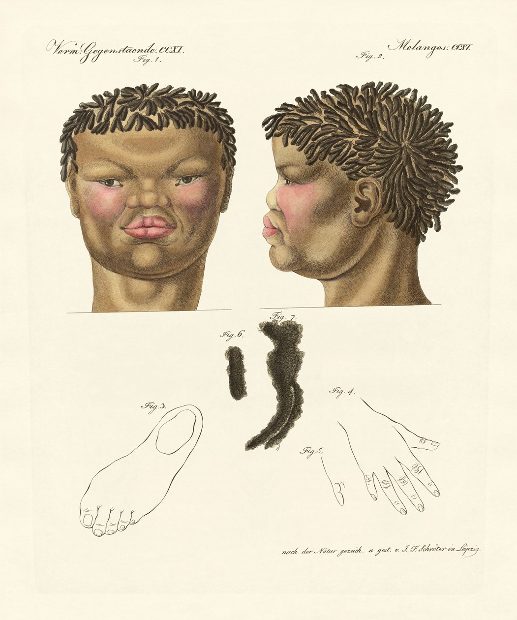 O hottentot ou bushman (gravura colorida) de German School