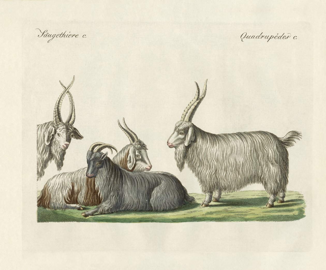 As cabras kashmir introduzidas em França (gravura a cores) de German School