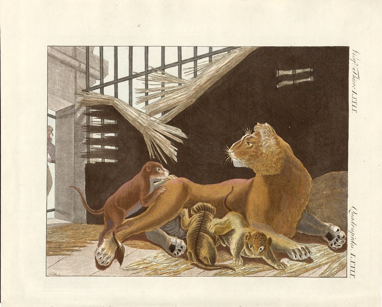A leoa e as suas crias (gravura colorida) de German School