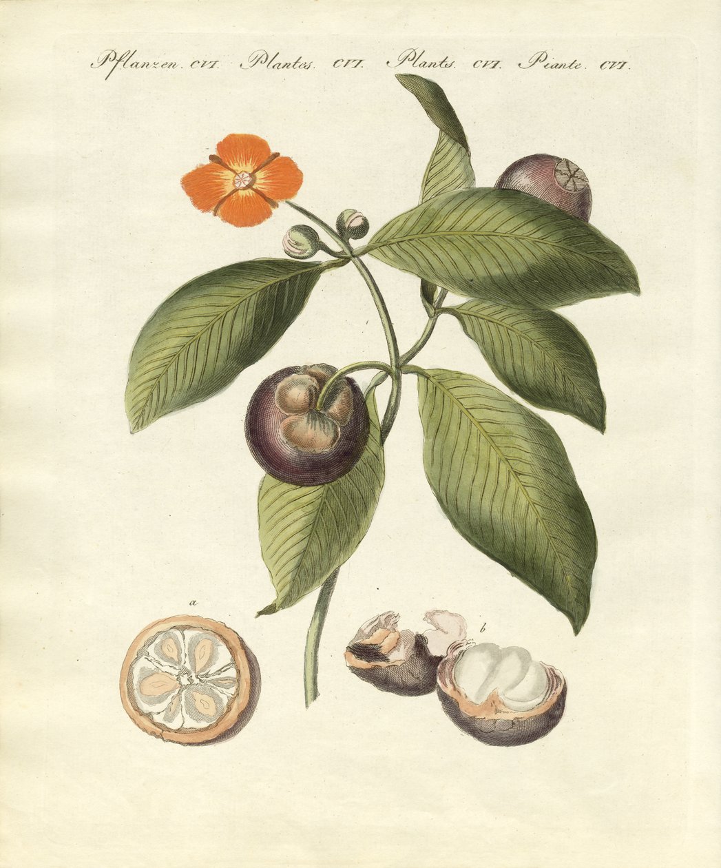 A árvore do mangostão (gravura colorida) de German School
