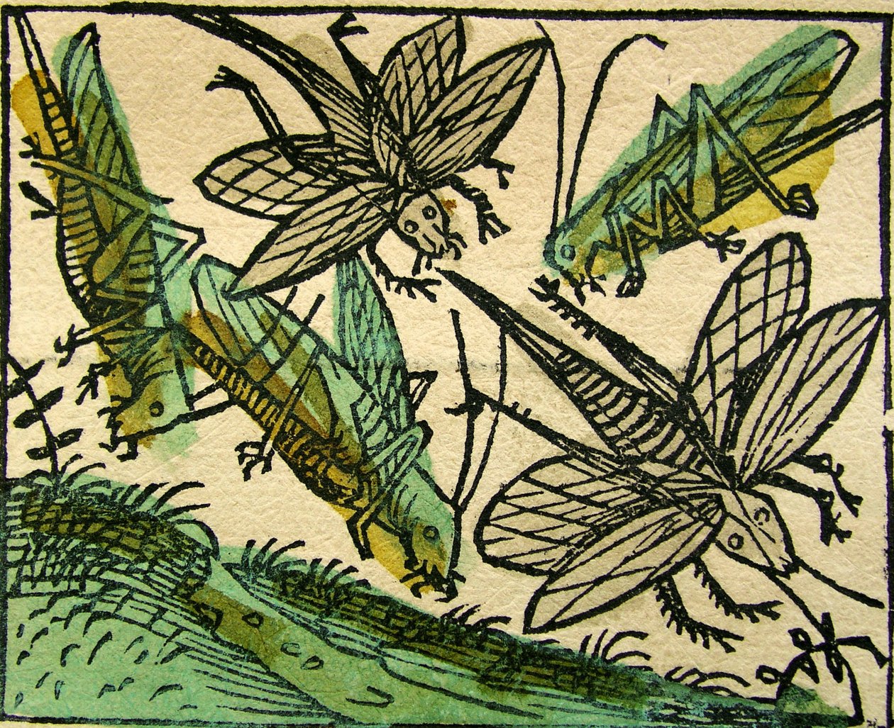 A praga dos gafanhotos, publicada no Nuremberg Chronicle, 1493 de German School