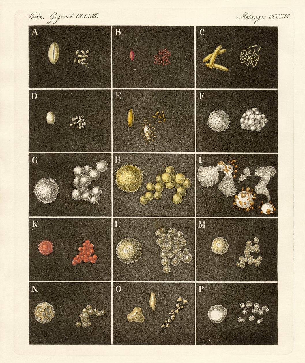 O pólen ou pólen de plantas (gravura colorida) de German School