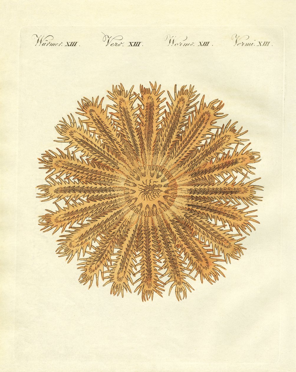 A estrela do mar em forma de ouriço de German School