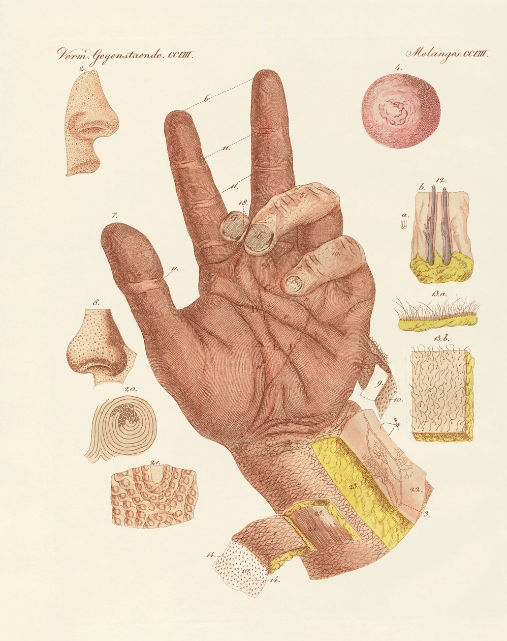 O sentido, ou visão da pele humana (gravura colorida) de German School