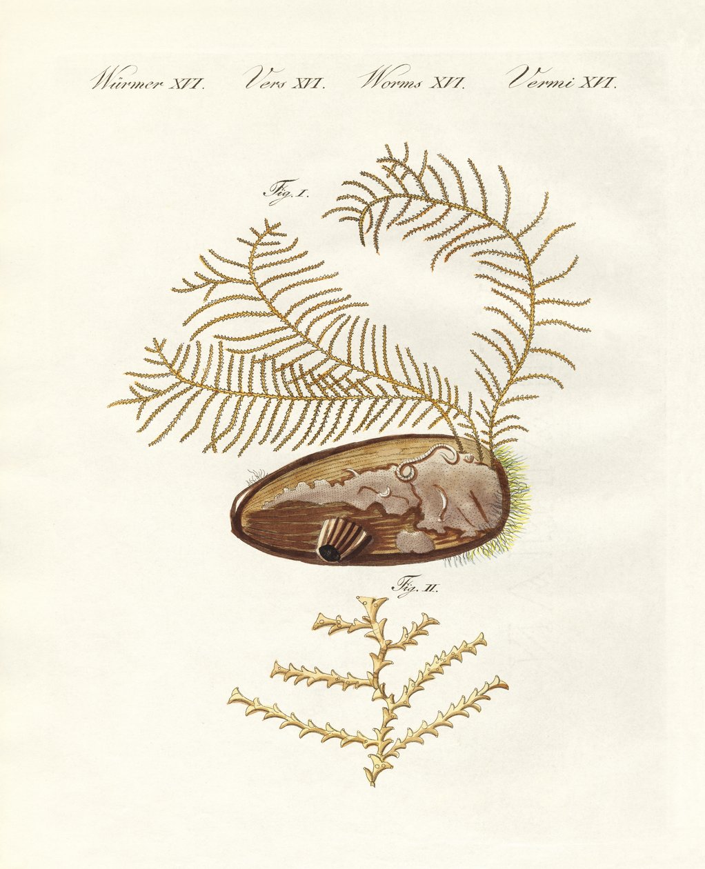 O hidróide sertulariano (gravura colorida) de German School