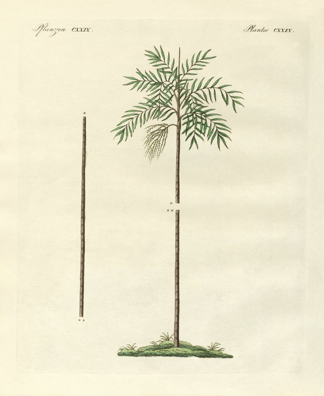 A palma delgada da Nova Irlanda (gravura colorida) de German School