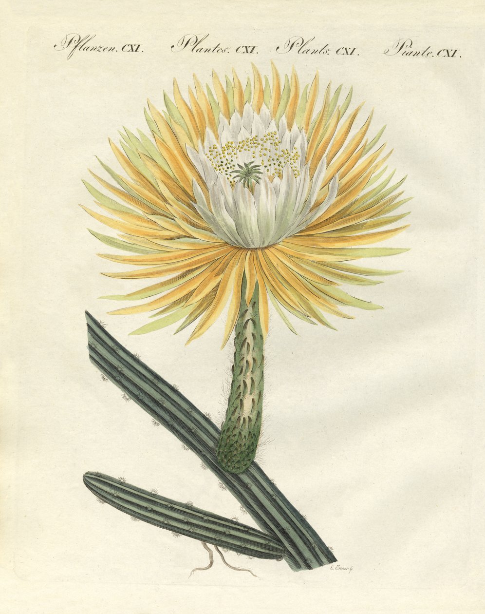 O esplêndido cardo da tocha de flores grandes de German School