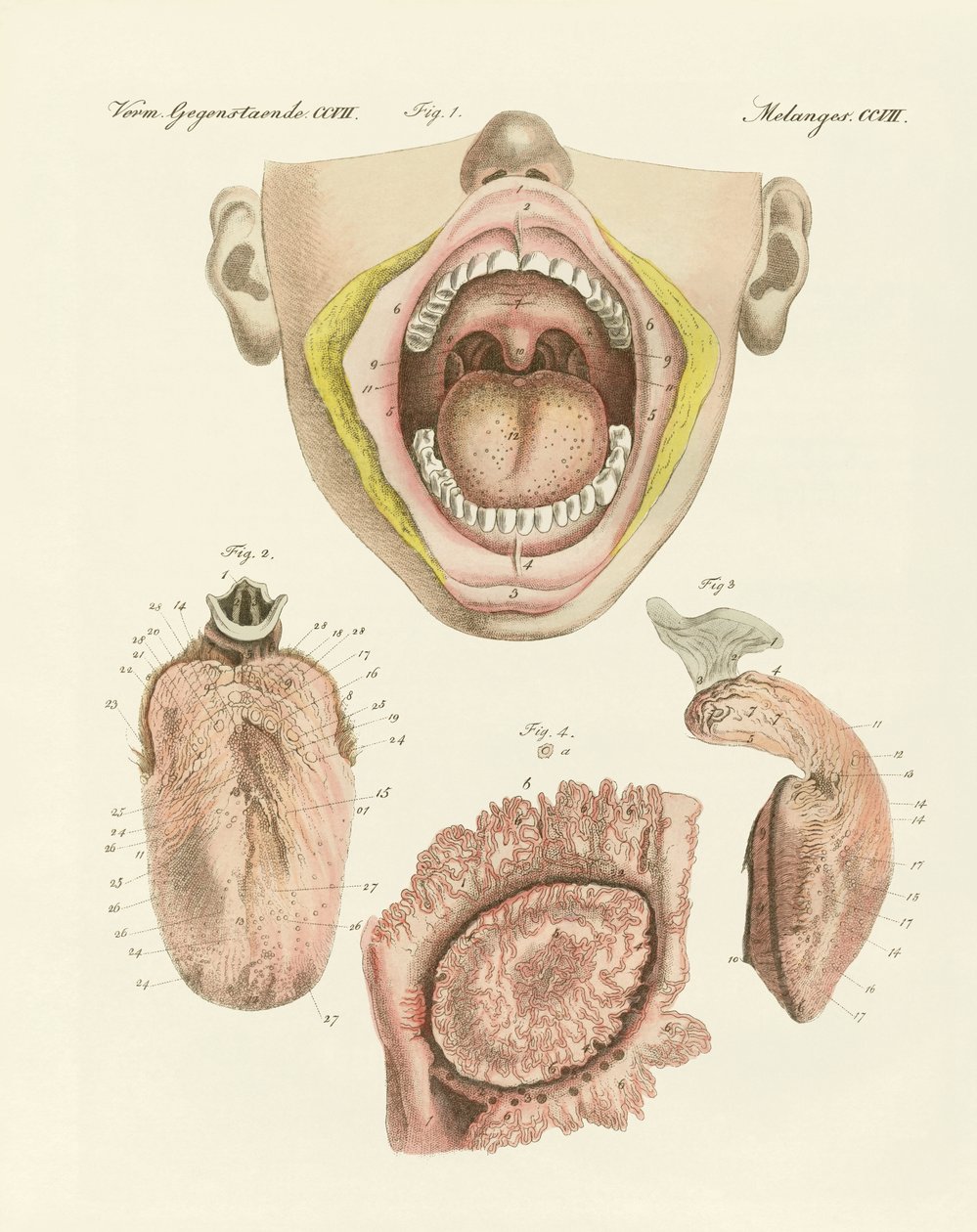 O sabor (gravura colorida) de German School