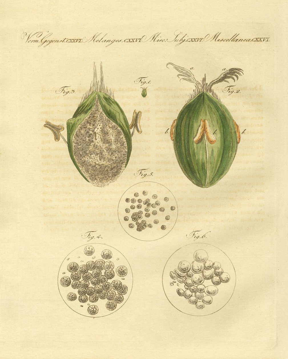 A ustilaginomycotina do trigo (gravação colorida) de German School