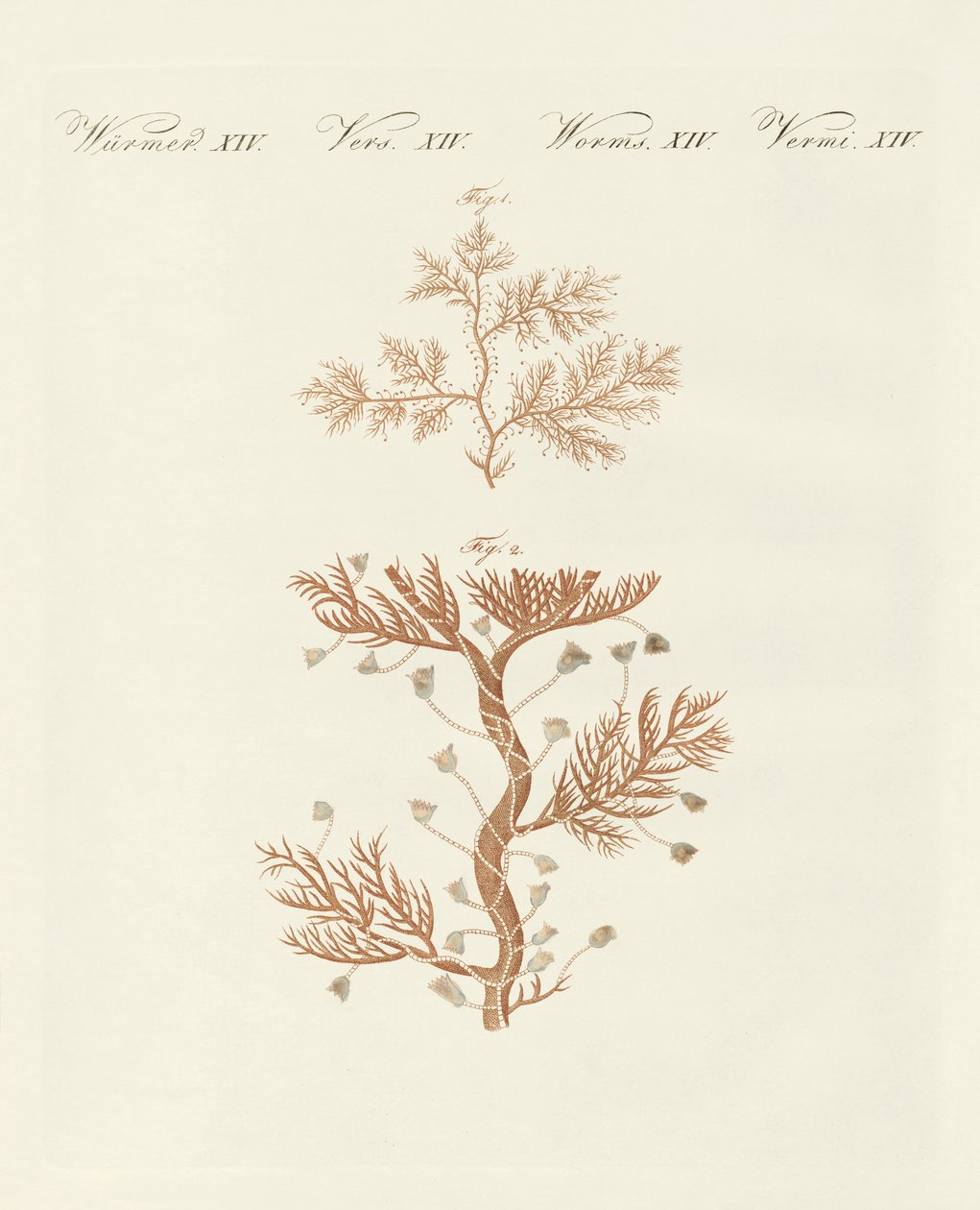 A sertularia sinuosa ou base coralina de German School