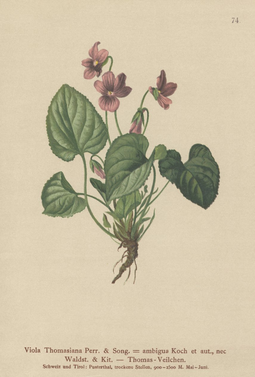 Thomas Pansy (Viola Thomasiana, viola ambígua) de German School