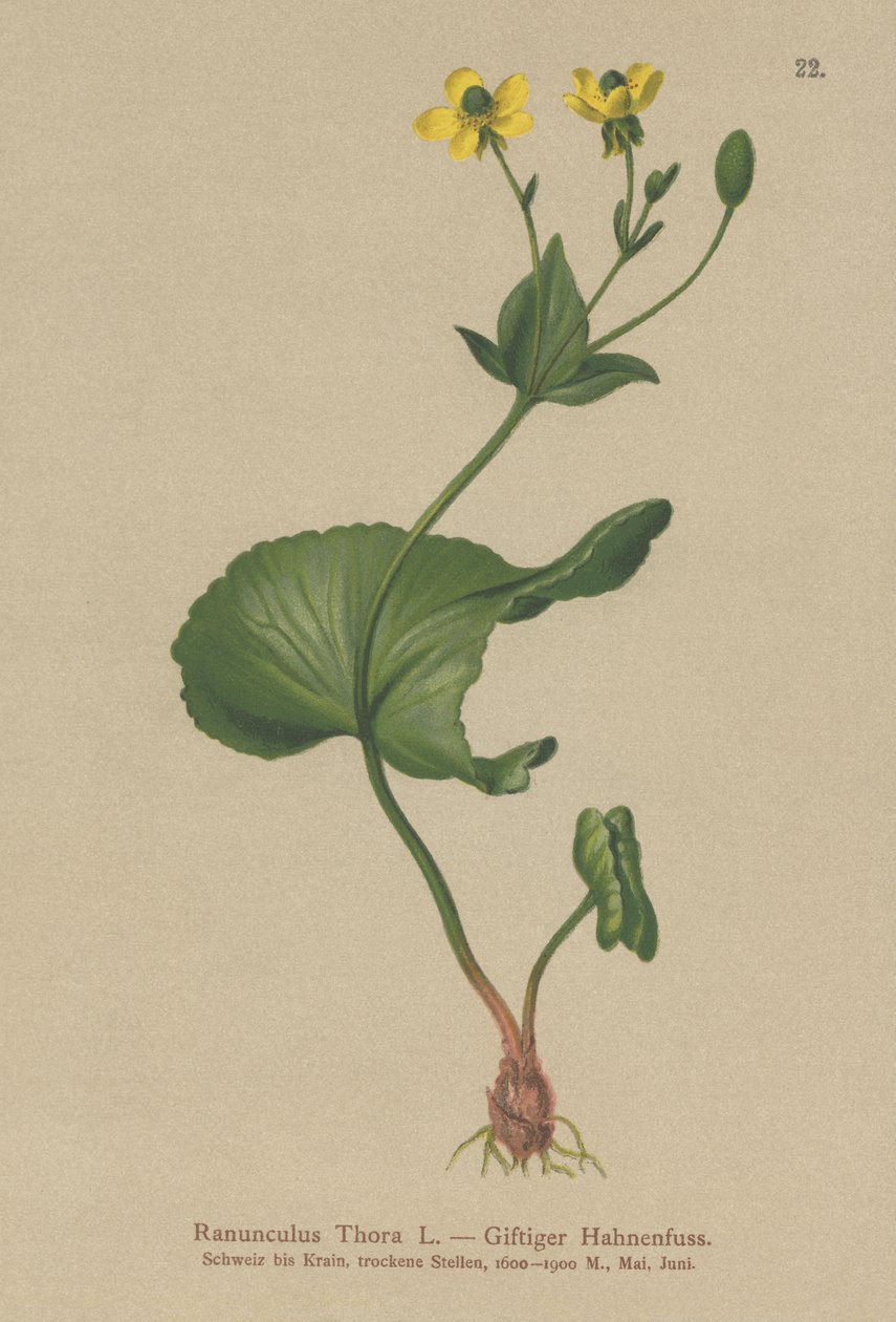 Thora Buttercup (Ranunculus Thora) de German School