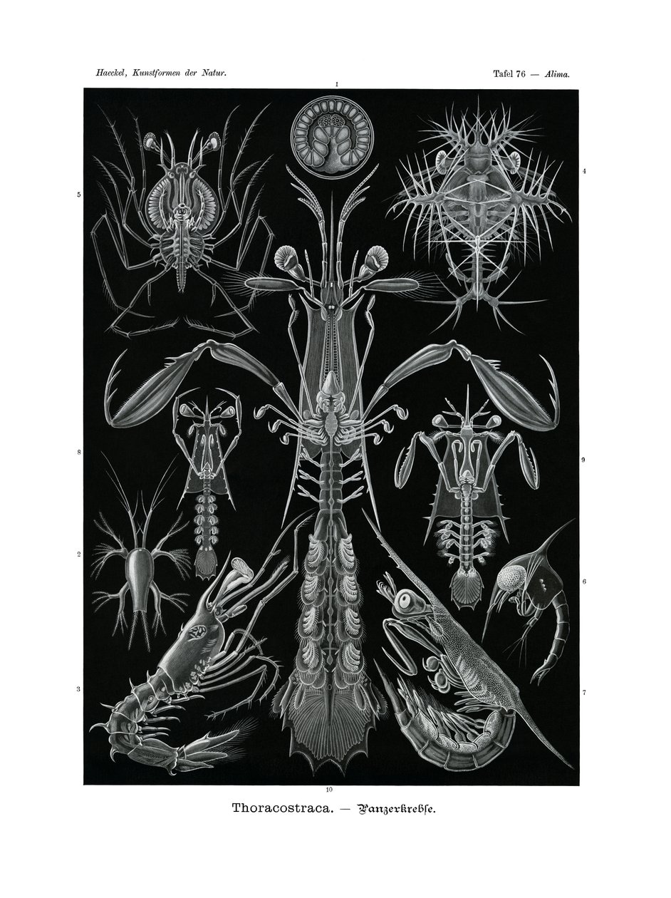 Thoracostraca, 1899-1904 de German School