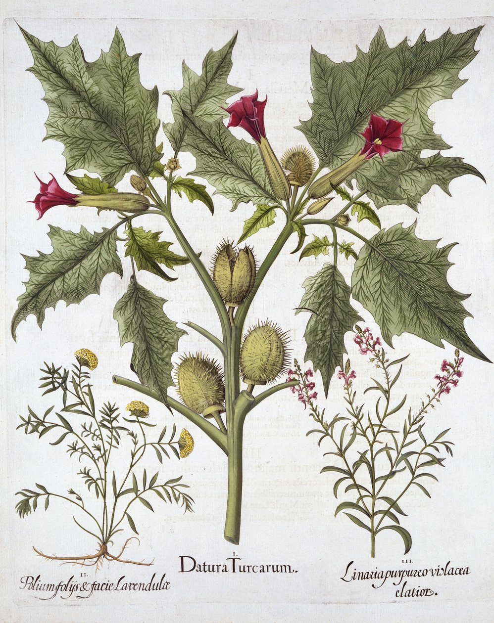 Thorn Apple, Germander e Purple Toadflax, de Hortus Eystettensis, de Basil Besler (1561-1629), pub. 1613 (gravura colorida à mão) de German School