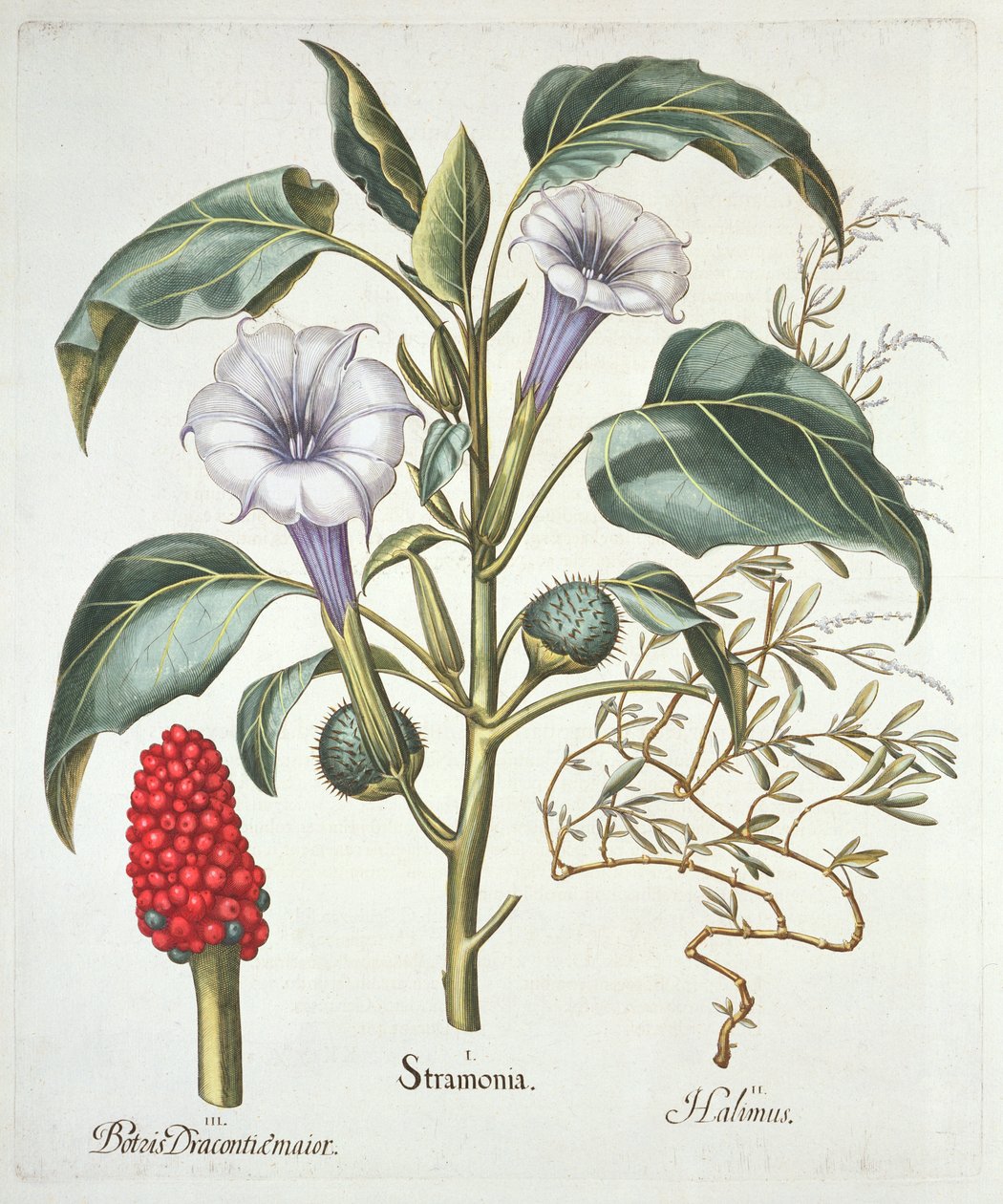 Thorn Apple, do Hortus Eystettensis de Basil Besler (1561-1629), pub. 1613 (gravura colorida à mão) de German School