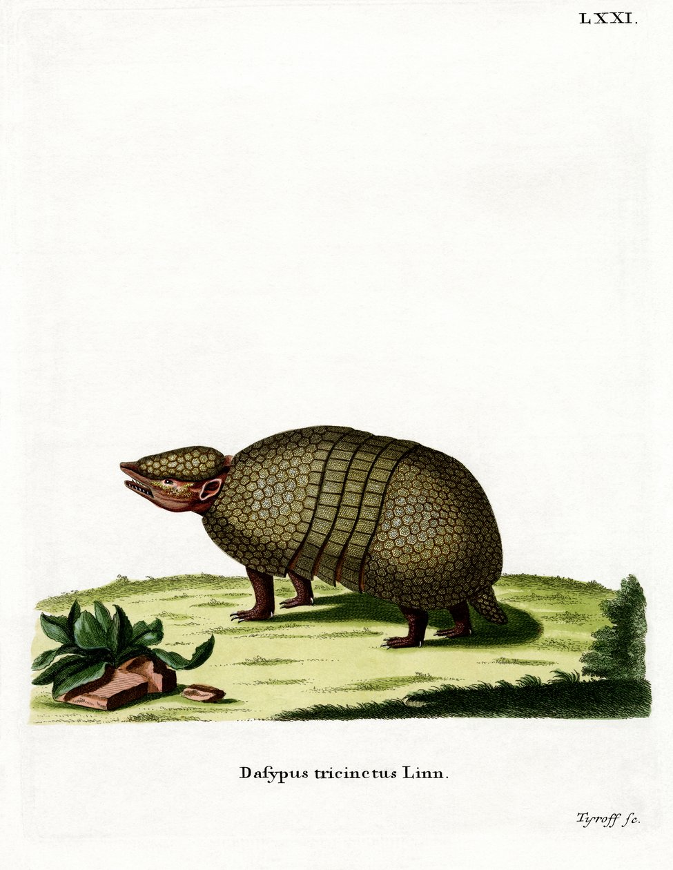 Armadillo de três bandas (gravação a cores) de German School