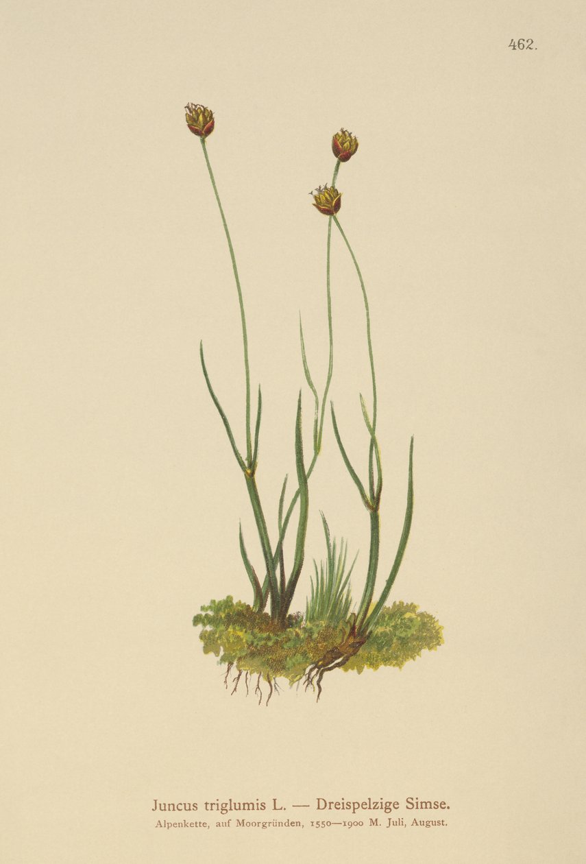 Rush de Três Cascos (Juncus triglumis) de German School