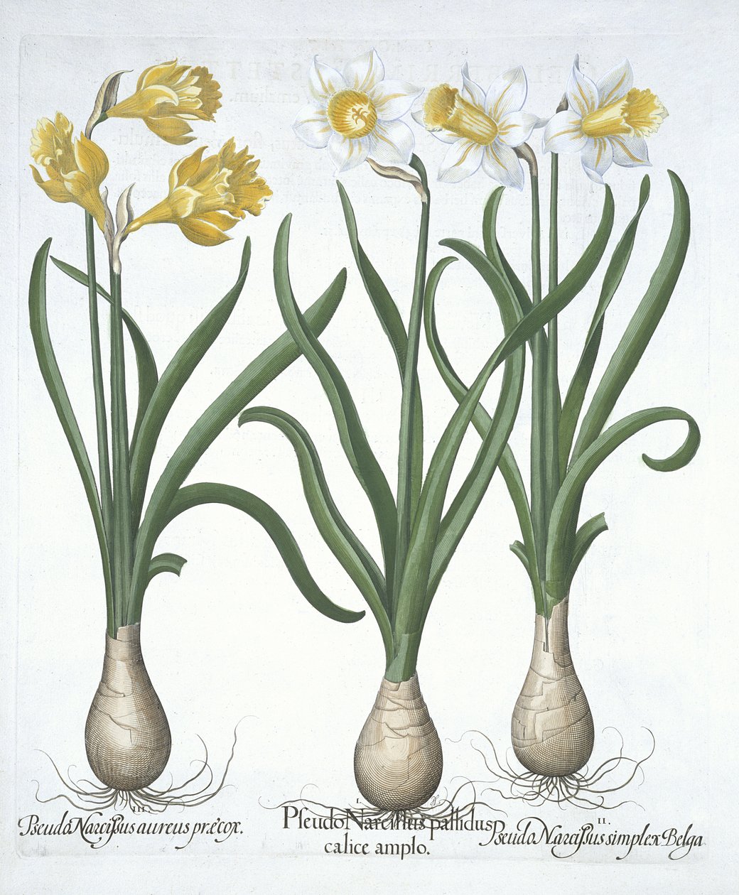 Três Pseudo-Narcisos, de Hortus Eystettensis, por Basil Besler (1561-1629) pub. 1613 (gravura colorida à mão) de German School