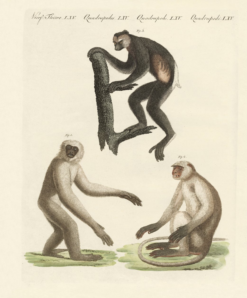 Três tipos de macacos (gravura colorida) de German School