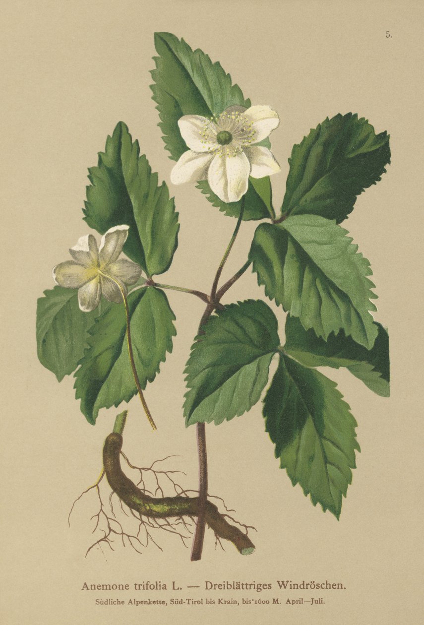 Anêmona de três folhas (anêmona trifolia) de German School