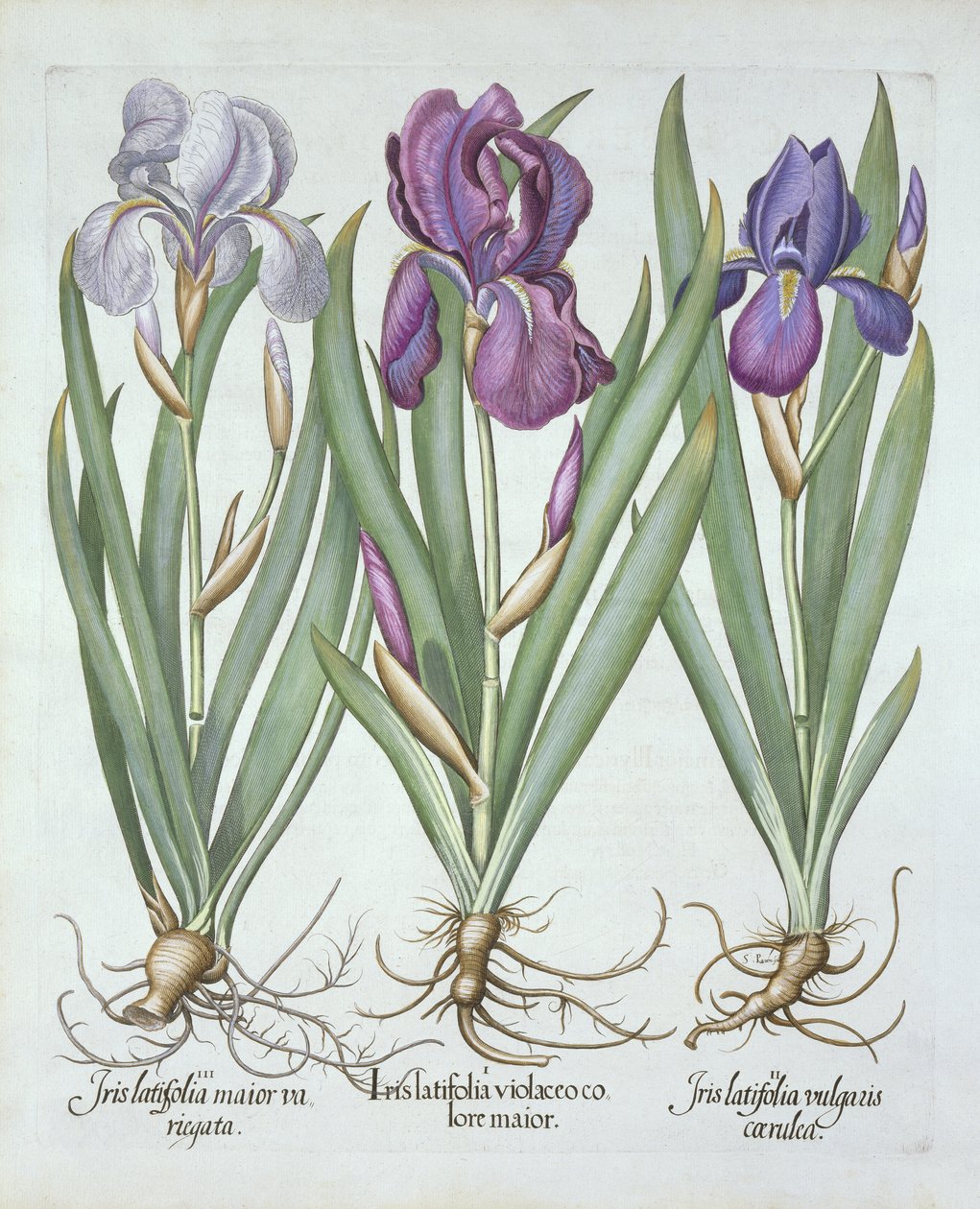 Três variedades de íris de barba rizomatosas, de Hortus Eystettensis, por Basil Besler (1561-1629) pub. 1613 de German School