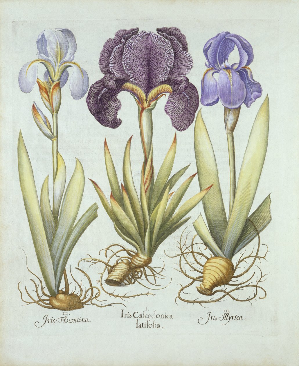 Três variedades de íris rizomatosas sem barba, de Hortus Eystettensis, por Basil Besler (1561-1629) pub. 1613 (gravura colorida à mão) de German School