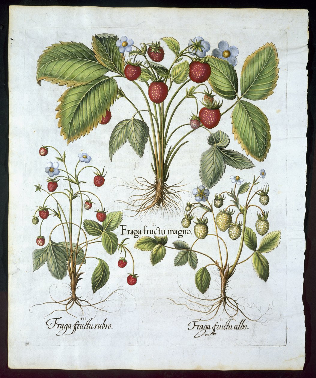 Três variedades de morango, prato 116, de Hortus Eystettensis por Basil Besler (1561-1629) pub em 1613 (gravura colorida à mão) de German School