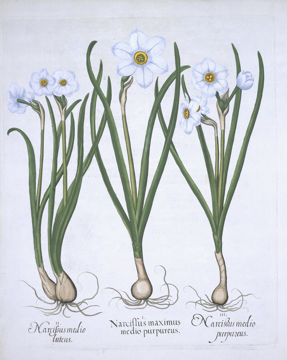Três narcisos brancos, de Hortus Eystettensis, pelo bar de Basil Besler (1561-1629). 1613 (gravura colorida à mão) de German School