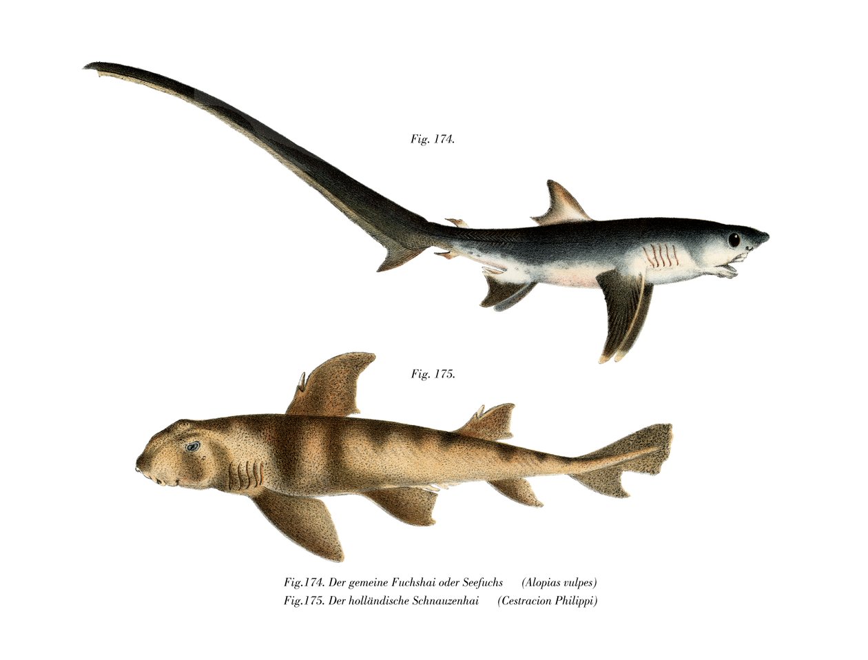Thresher Shark (cor litho) de German School