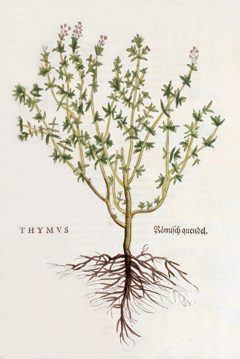 Timo [tomilho], ilustração de De historia stirpium commentarii insignes de Leonhard Fuchs, publicado em 1542 (xilogravura colorida) de German School