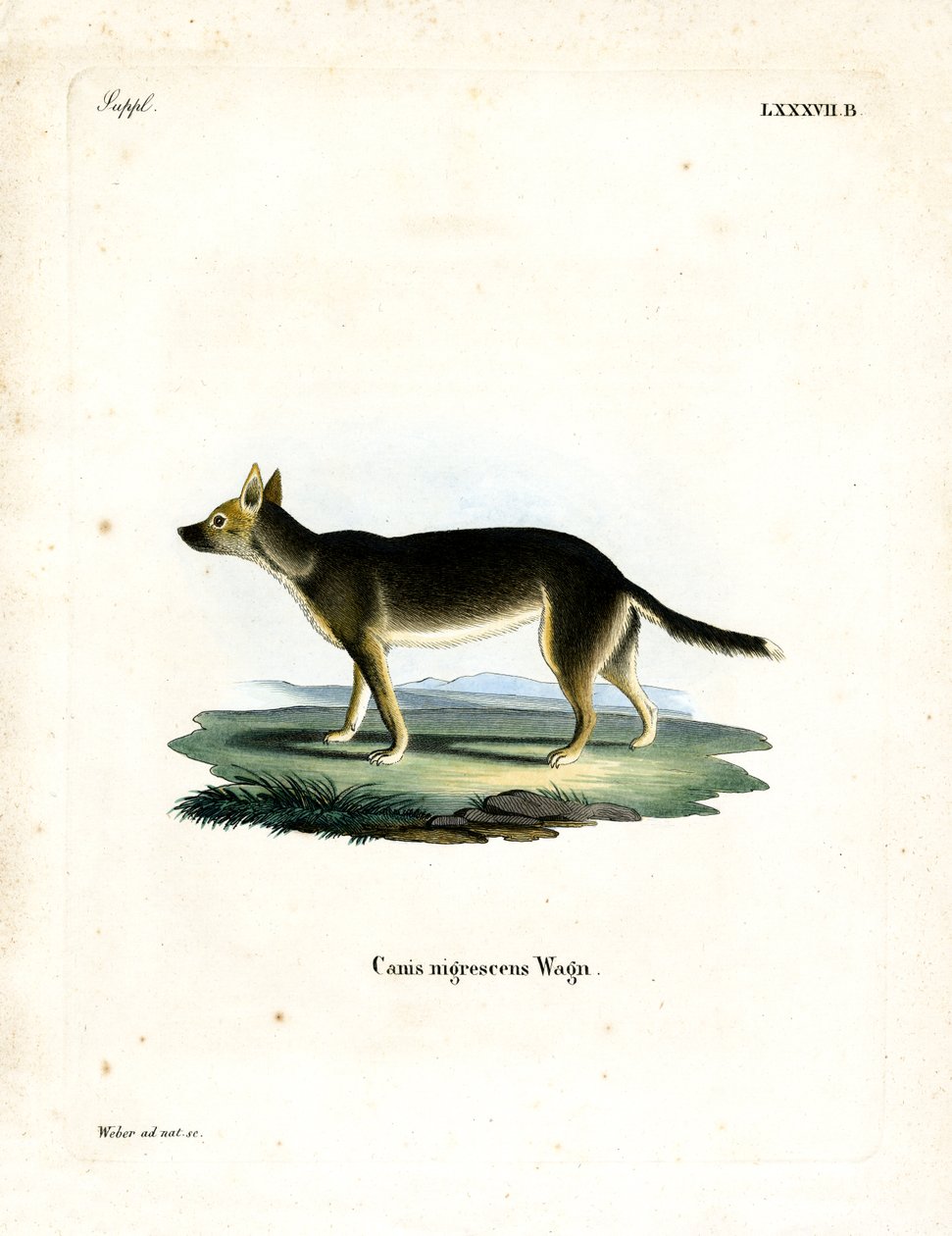 Tibetan Dog (gravura colorida) de German School